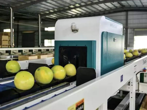 绿萌柚类糖度无损检测分选设备成功应用于顺丰丰农公司梅州金柚产业园