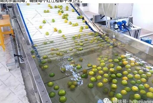 红江橙分拣中心：国内领先的全自动智能水果分选设备落户红江农场！