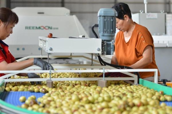新禧冬枣合作社：光电智能分拣线助力提质增效