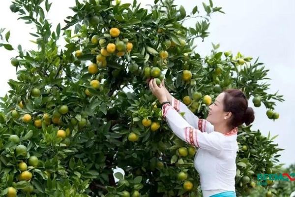 云南华宁： 深山蜜桔进入智能化分选时代！
