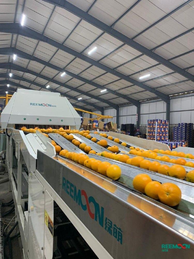 edenagri Running 20 t/h on a 4 lane sizer (Oranges)