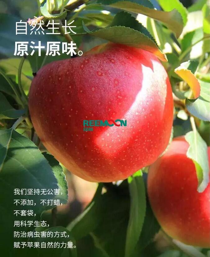 昭通苹果：依靠短根茎种植和数字分拣技术带动苹果产业标准化