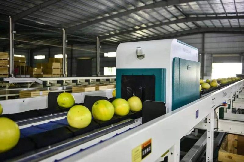 绿萌分选科技助力梅州柚严格把品质，用品质塑造品牌