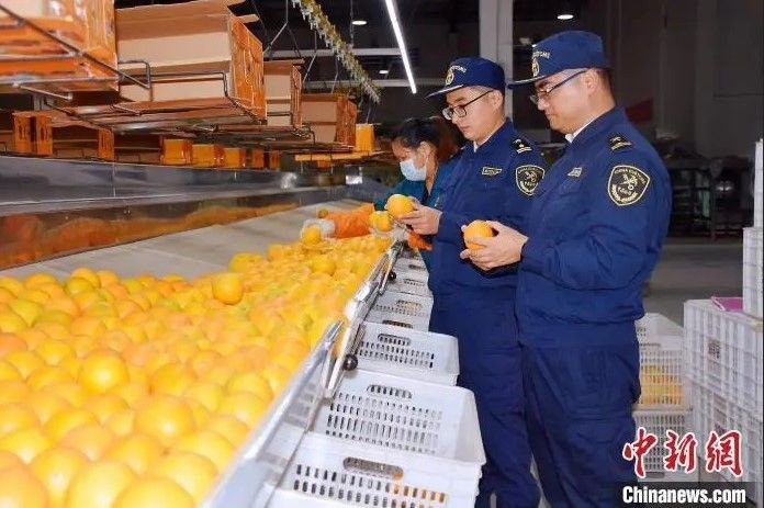赣南脐橙，优中选优，走出国门，“美味”漂洋过海