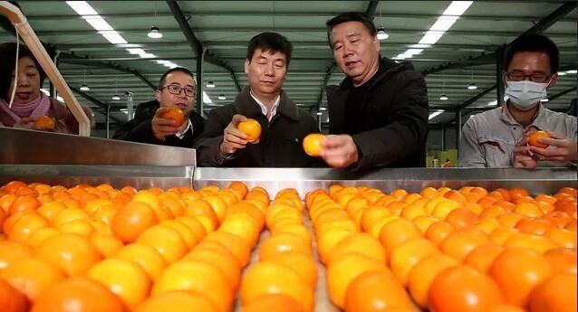 绿萌分选设备助力来宾柑橘实现标准化走向世界