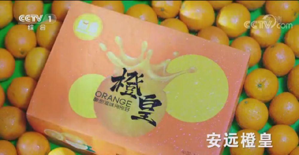 “橙皇”牌赣南脐橙登入央视一套