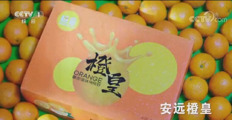 ​“橙皇”牌赣南脐橙登入央视一套