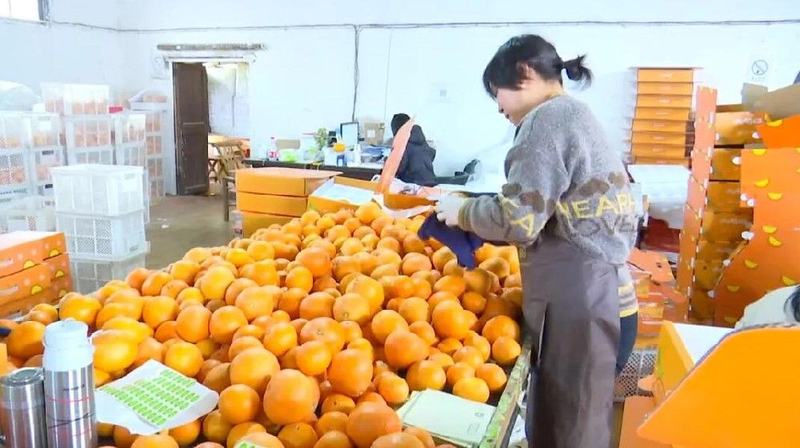 水果分选，提高效益！浙江温岭建成首条水果无损检测分级流水线