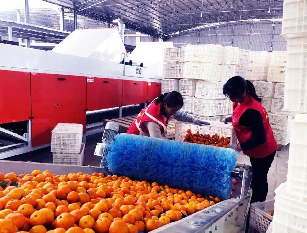 首条金桔采后糖度分级分选线亮相广西阳朔