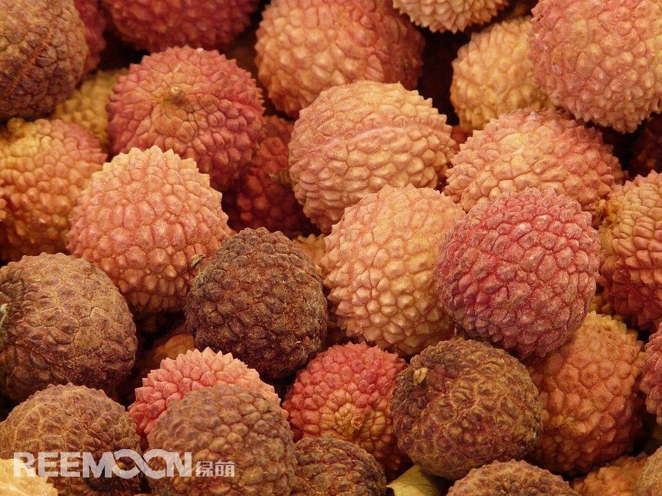 荔枝花开，产量有望大年接大年