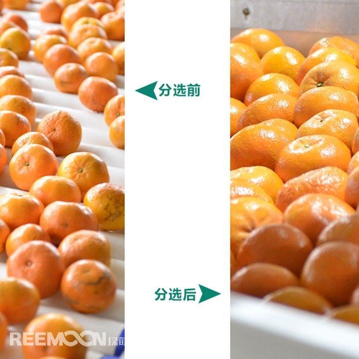 给沃柑“做CT”  分拣实现自动化