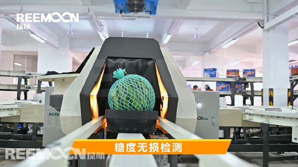 告别“拍一拍”盲猜西瓜成熟度 国产绿萌首条西瓜分选线正式上线
