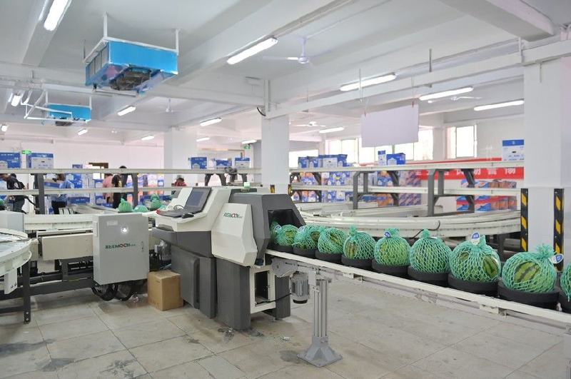 国内西瓜品牌金津“让世界爱上中国好西瓜” 绿萌助力金津高品质西瓜分选
