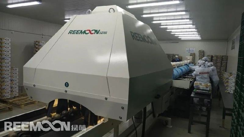高性价比的百香果和牛油果分选机
