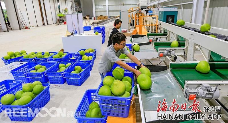 澄迈青柚开始上市