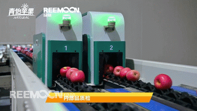 让苹果软伤原形毕露 绿萌最新一代苹果软伤检测技术为“可以连皮吃”的青怡苹果保驾护航