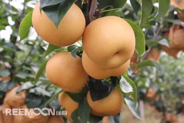梨的“忧伤”：砀山梨狂跌50%，河北梨走下神坛，雪花梨成泪花梨