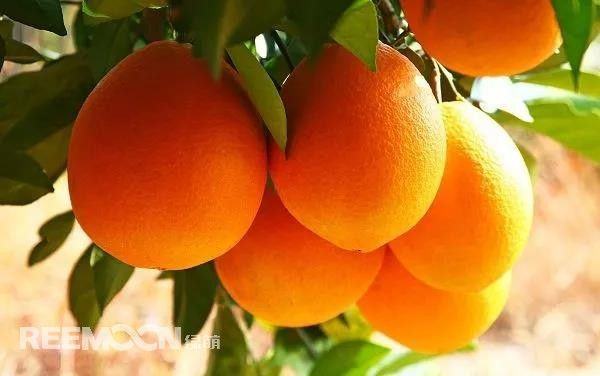 11月1日！赣南脐橙开摘时间确定！