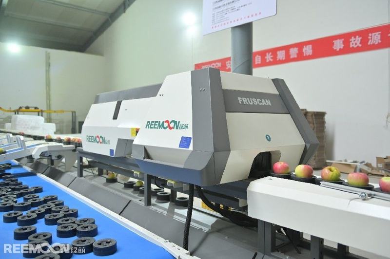 土岐、青林、维纳斯黄金……这么多好品种，你选一个？