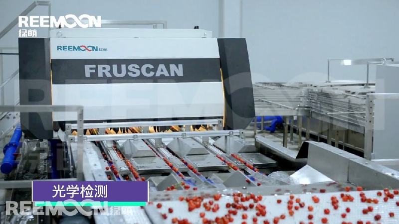 青岛、烟台迎来首批国产大樱桃，批发价超300元/斤