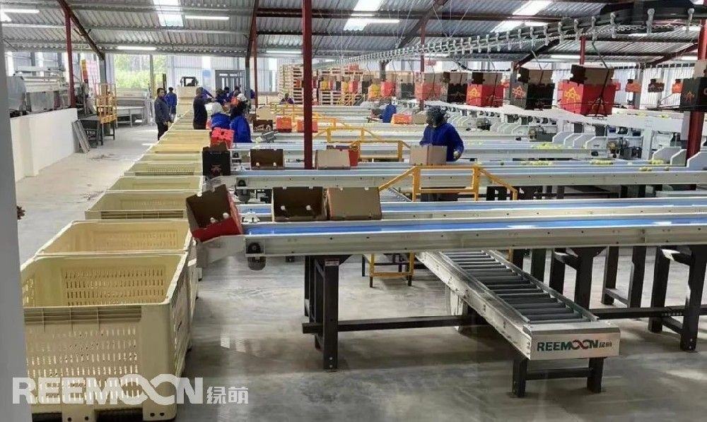 南非金豹果业包装厂正式开业，核心设备-绿萌四通道水果分选设备惊艳亮相