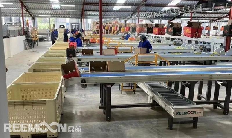 南非金豹果业包装厂正式开业，核心设备-绿萌四通道水果分选设备惊艳亮相