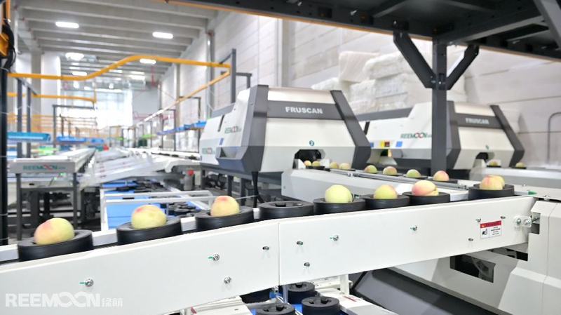 “一眼看穿”伤痕 绿萌软伤检测技术为“欢喜奉桃”品质护航