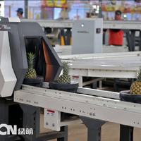 徐闻喊你吃菠萝，果蔬分选技术为徐闻菠萝品牌建设锦上添花