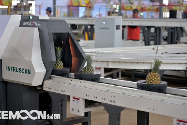 徐闻喊你吃菠萝，果蔬分选技术为徐闻菠萝品牌建设锦上添花
