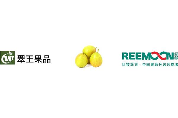 河北 翠王果品 梨