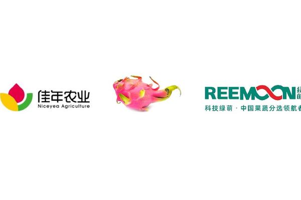 广西 佳年农业 火龙果