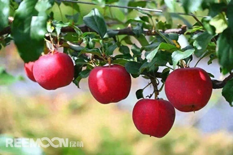 果味鲜美，智选无限：苹果智能分选方案揭秘
