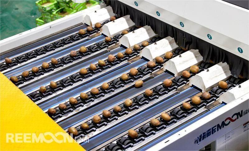 Reemoon Sorting Machine for Kiwifruit Industry in Zhouzhi Boosts Efficiency and Maintains Quality