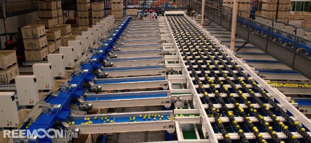 Focusing on Citrus industry for 25 years, how Ambrosia in South Africa ensures consistent citrus quality
