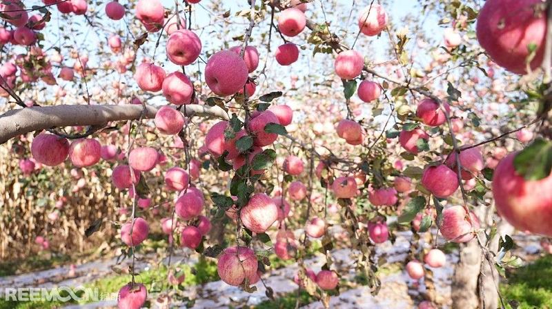 搭档疯狂小杨哥，100多位头部主播签约合作，自然搭档凭借的是什么？