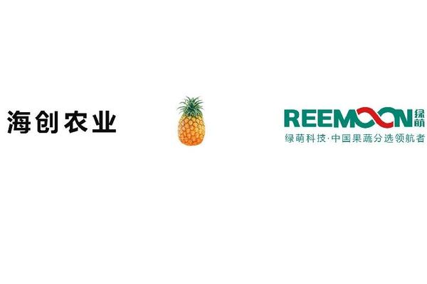 海南海创农业 凤梨