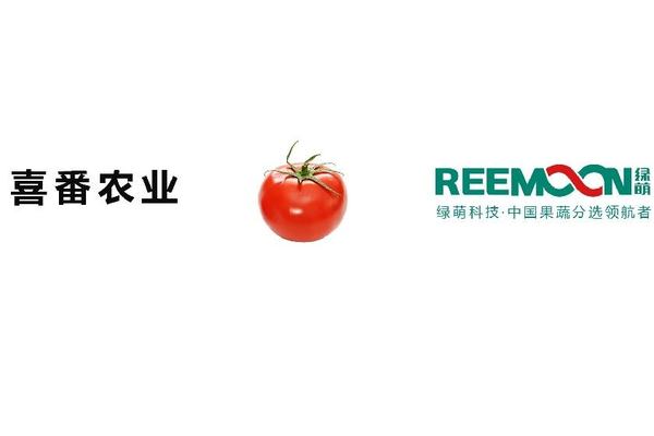 浙江喜番农业 番茄