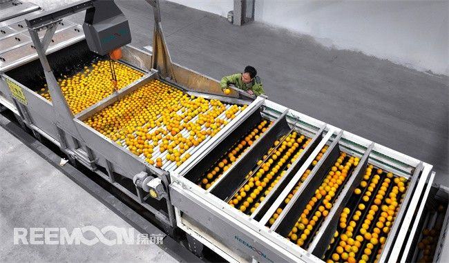 四川仁寿：绿萌智慧分选 助力水果产业提质焕“新”