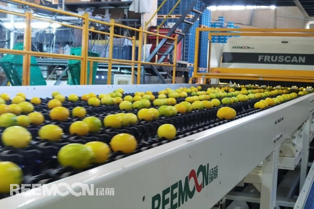 绿萌视觉分选系统Fruscan S7 Pro助力土耳其柑橘分选