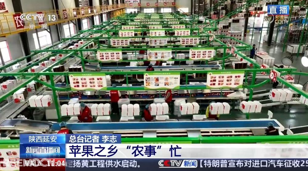 【央视聚焦】苹果之乡农事忙：分拣车间高效运转，苹果也能做“体检”