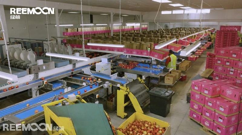 新西兰百年苹果家族通过绿萌智能分选线实现品质保障