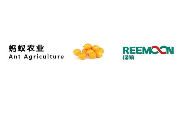 广西 蚂蚁农业 融安金桔