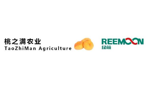山东 桃之满农业 蜜桃