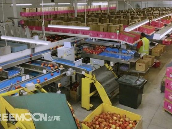 Quality assurance through Reemoon’s intelligent sorting line