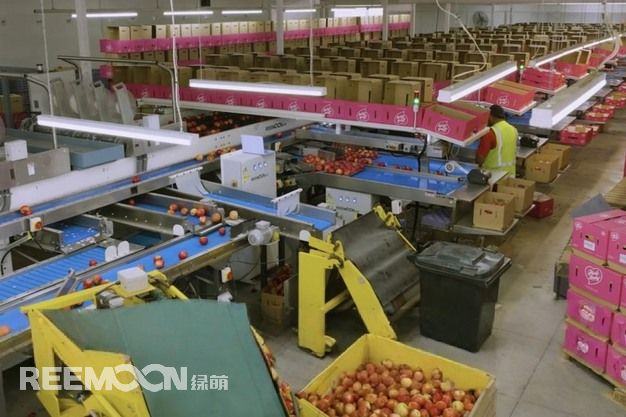 Quality assurance through Reemoon’s intelligent sorting line