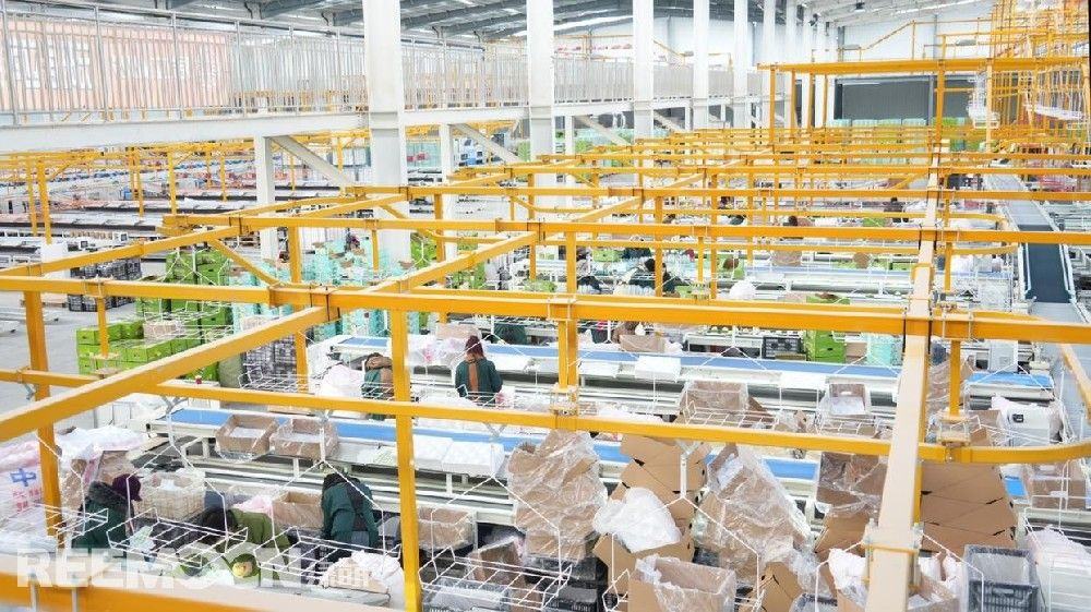【央广网报道】苹果智慧分选线投用 年分拣能力达5万吨