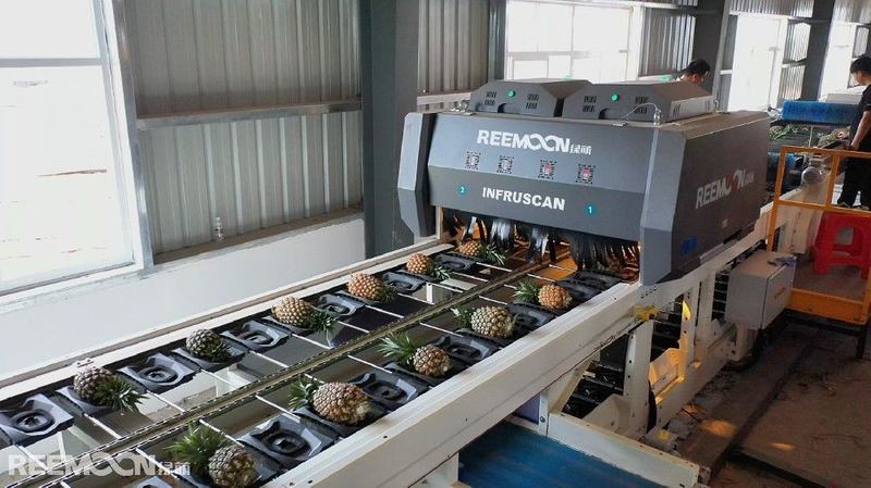 凤梨有水心？糖度难检测？绿萌智选解决凤梨品控难题