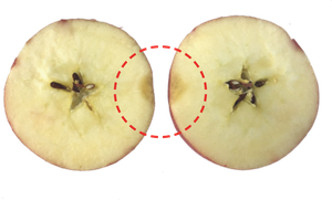 暗伤 软伤切面图