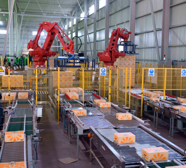 Successful case from Orange King's oranges sorting