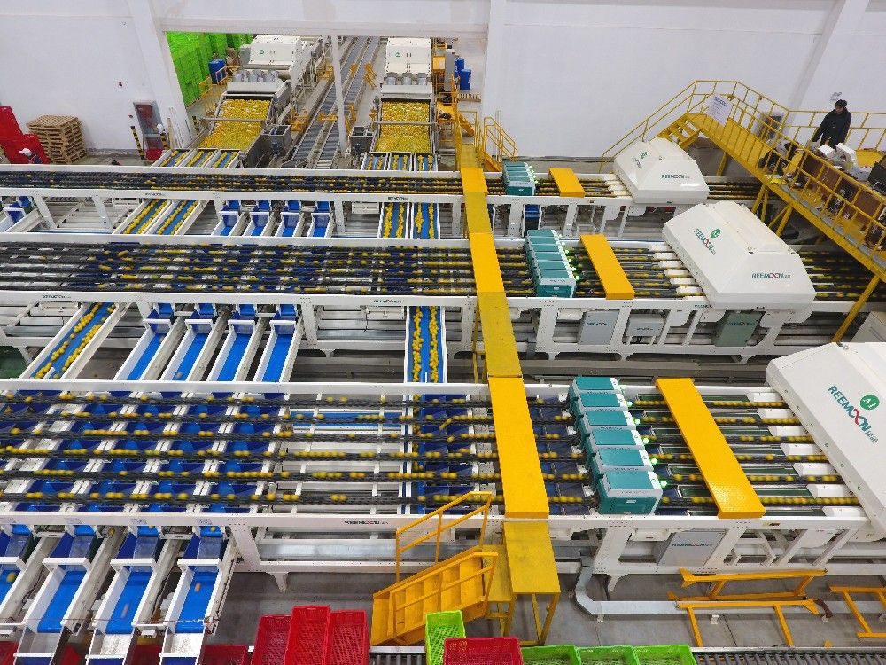 Successful case from Orange King's oranges sorting